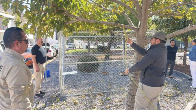 Informa Municipio acciones de prevención y atención ante presencia de perros en manada
