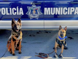 Certifican a perros K-9 juarenses en detección de explosivos