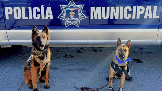 Certifican a perros K-9 juarenses en detección de explosivos