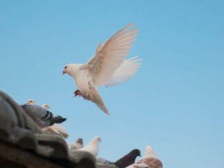 «Inocente palomita»… la tragedia detrás del Día de los Inocentes