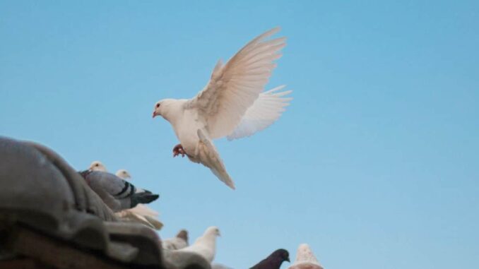 «Inocente palomita»… la tragedia detrás del Día de los Inocentes