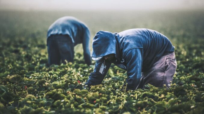 Unos 40 mil productores en México mantienen producción de alimentos orgánicos en 2025