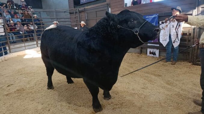 Presenta SDR convocatoria para proyecto de engorda y subasta de novillo gordo