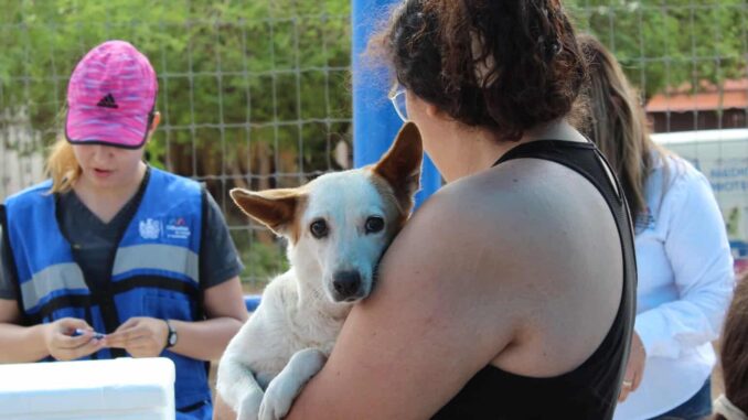 Más de 6 mil 600 vacunas y 5 mil desparasitaciones aplicó Municipio a perros y gatos este año