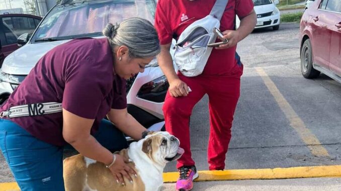 Policías Municipales ayudan a reunir a una perrita de apoyo emocional con su familia
