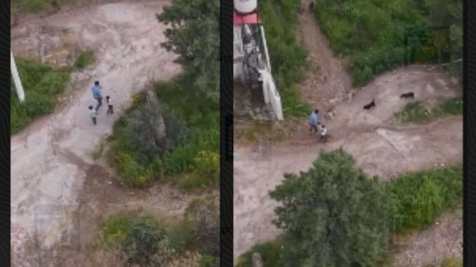 Difunden video del ataque de una jauría sufrido por un papá y sus dos hijos en Creel