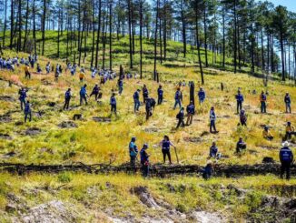 Gobierno del Estado y Súper Copa Roshfrans se unen en jornada de reforestación en Cumbres de Majalca