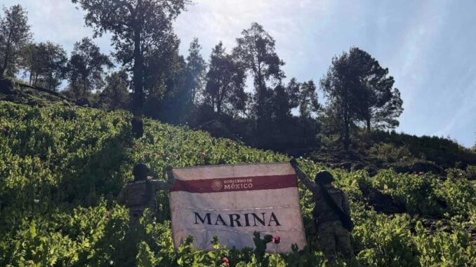 Marina destruye 34 plantíos de amapola en Nayarit