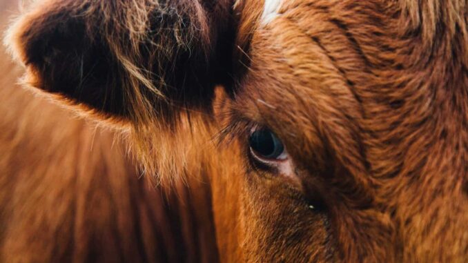 Yucatán alista Congreso Mundial Brahman 2026 con sede en Mérida