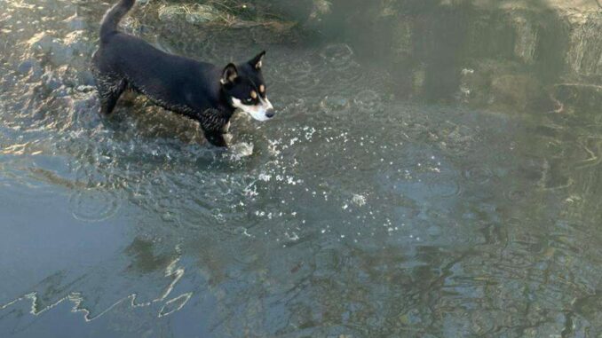 Rescatan a perrito atrapado en canal de la Bellavista