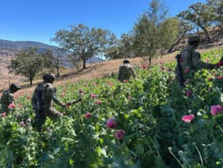 Marina erradica 34 plantíos de amapola en Nayarit
