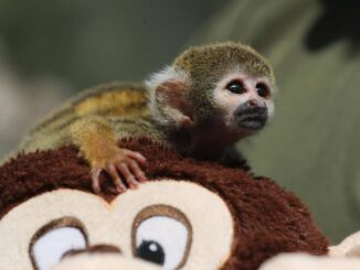 Bautizan como el Punch peruano a mono rescatado del tráfico de animales en la Amazonía
