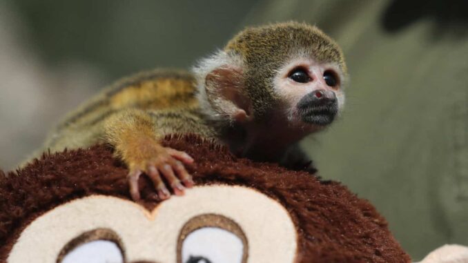 Bautizan como el Punch peruano a mono rescatado del tráfico de animales en la Amazonía