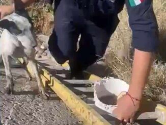 Rescatan a perro atrapado en canal de la colonia Zacatecas