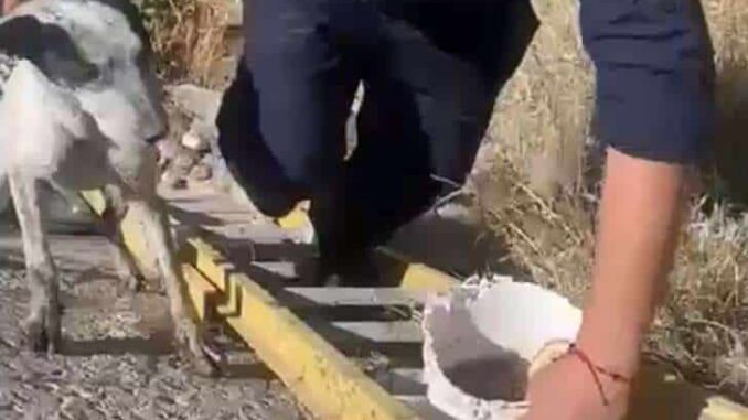 Rescatan a perro atrapado en canal de la colonia Zacatecas