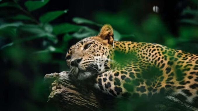 Registran por primera vez la presencia del jaguar en la Sierra Gorda de Guanajuato