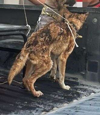 Rescatan a dos perros durante incendio en vivienda