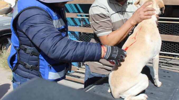 Inicia la primavera y con ella riesgo de rickettsia, cuídate de las garrapatas