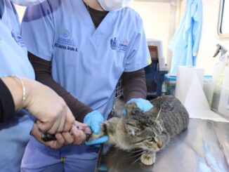 Esterimóvil con servicios gratuitos estará en la Dale