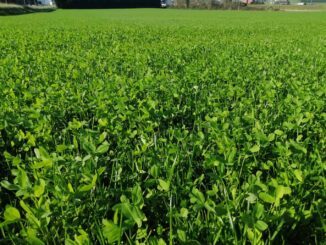 Abre SDR apoyo para adquisición de semilla de pradera en Chihuahua