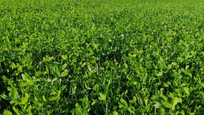 Abre SDR apoyo para adquisición de semilla de pradera en Chihuahua