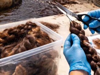 Veracruz impulsa donación de cabello para contener contaminación de hidrocarburos