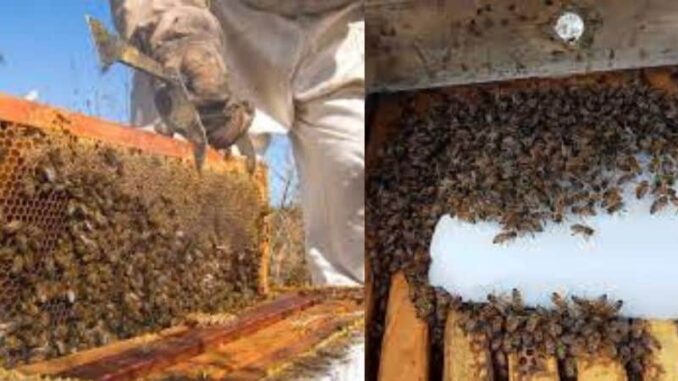 Apoya el programa “Cuenta Conmigo en el Campo” apicultores con núcleos y abejas reina
