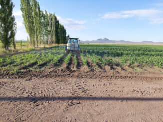 Agricultores de riego ya pueden tramitar el apoyo de fertilizante para sus siembras