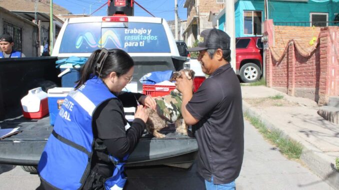 Avanza Municipio en la protección animal con jornadas de vacunación en colonias de la capital