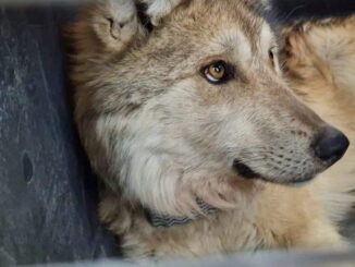 Reintroducen con éxito a familia de lobos mexicanos en Durango