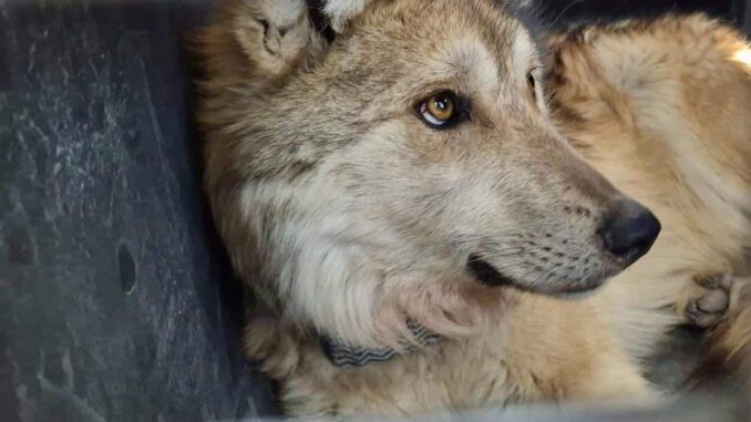 Reintroducen con éxito a familia de lobos mexicanos en Durango