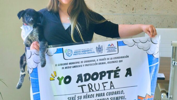 Promueve Municipio adopción de perritos: pueden ser tu compañía y ayuda emocional