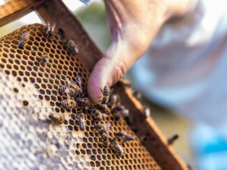 Lanzan convocatoria para acceder a apoyo de azúcar para alimentación de abejas en el estado