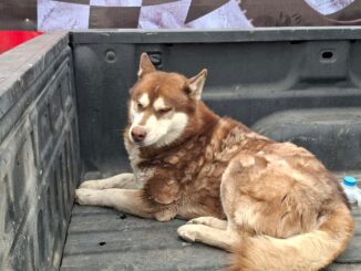 Rescataron en total 6 canes en incendio de recicladora